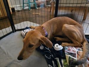 Lisa Yellow Labrador Retriever Mix Female 4.5 Months Old ID #3909