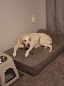 Trapper Yellow Labrador Retriever Male 13 Years Old ID #3690