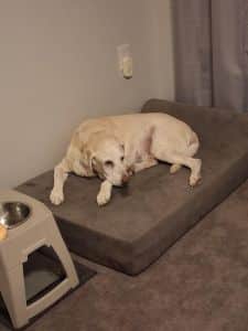 Trapper Yellow Labrador Retriever Male 13 Years Old ID #3690