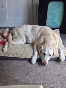 Trapper Yellow Labrador Retriever Male 13 Years Old ID #3690
