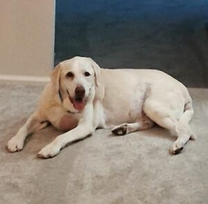 Trapper Yellow Labrador Retriever Male 13 Years Old ID #3690