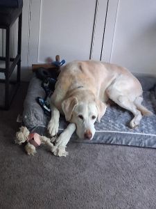 Trapper Yellow Labrador Retriever Male 13 Years Old ID #3690