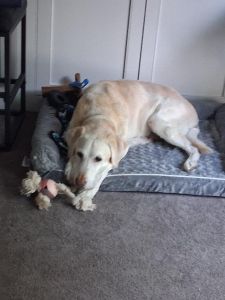 Trapper Yellow Labrador Retriever Male 13 Years Old ID #3690