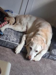 Trapper Yellow Labrador Retriever Male 13 Years Old ID #3690