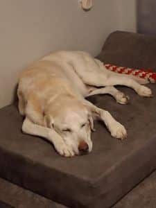 Trapper Yellow Labrador Retriever Male 13 Years Old ID #3690