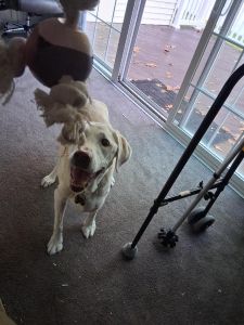 Trapper Yellow Labrador Retriever Male 13 Years Old ID #3690