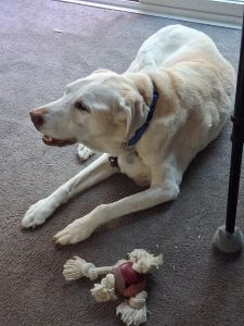Trapper Yellow Labrador Retriever Male 13 Years Old ID #3690